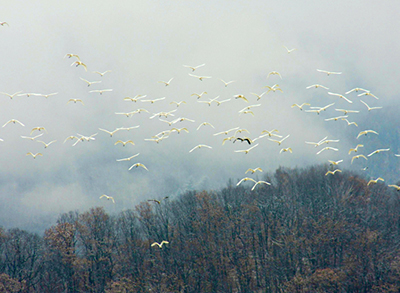 ��ǧֻҰ�������������6165cc��ɳ��վ