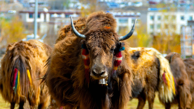 6165cc��ɳ��վ(China)������޹�˾-BinG�ٿ�