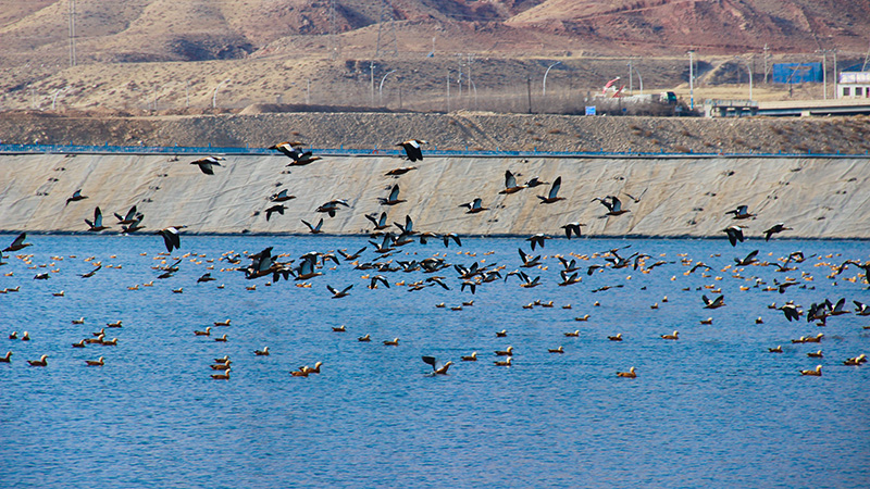 �ں�6165cc��ɳ��վ��ˮ�����سɡ���̬��վ�� ����Ѽ������Ϣ